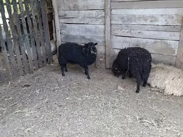Вівця, Racka sheep
