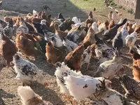 Chickens — 5-rasm