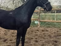 Caballo, Nonius horse — foto 5