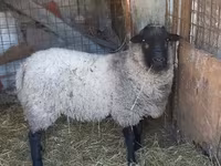 Brebis, Moutons — photo 2