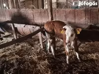 Byk, Simmental cattle — zdjęcie 2