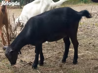 Коза, Альпийская коза — фото 2