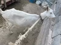 雌ヤギ, Saanen goat — 写真 2