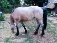 Yegua, Caballos — foto 7