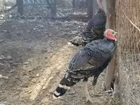 Turkeys — foto 3
