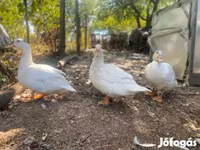 Ducks — 照片 4