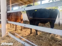 Bulle, Limousin-Kuh — Foto 1