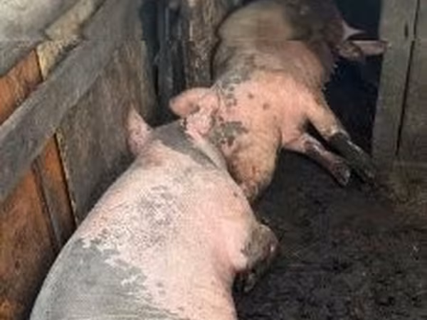 Truie, Porcs — Hongrie