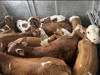 Bulle, Simmental cattle — Foto 1