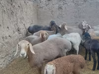 Ovca, Arashan sheep — fotografija 6