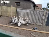 Geese — الصورة 1