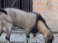 Keçi, Nubian Goat — foto 3