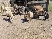 Қойлар (топ, жынысы көрсетілмеген), Cameroon sheep — 2-сурет