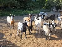 Goat, Nigerian dwarf goats — photo 6