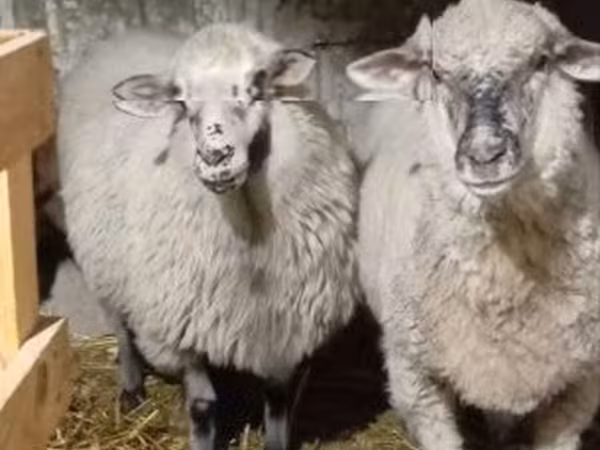 Bélier, Moutons — Hongrie
