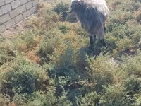 Jarac, Damask goat — fotografija 3
