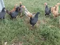 Chickens — foto 4