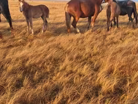 Koń, Altai horse — zdjęcie 4