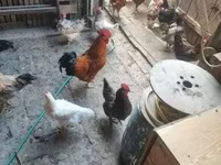 Chickens — Foto 7