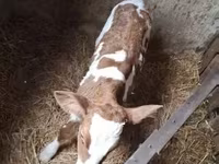 Cow, Simmental cattle — photo 6