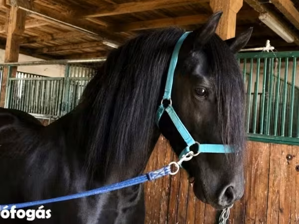 Pastuv, Friesian