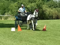 Yegua, Lipizzaner — foto 4