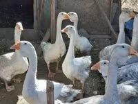 Geese — fotografija 2