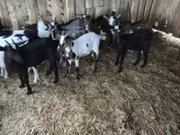 Kozioł, Kozy — zdjęcie 3