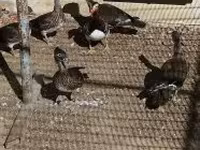 Ducks — Foto 2