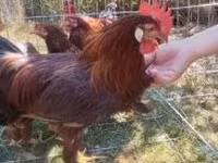 Chickens — zdjęcie 3