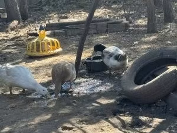 Ducks — Угорщина