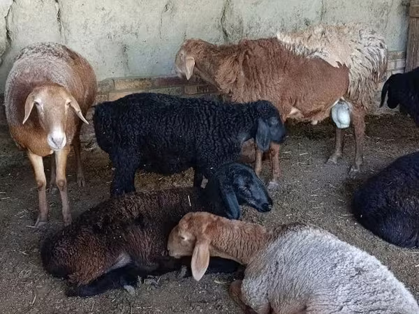 Вівці (партія, стать не вказано), Вівці