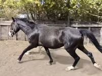 Horse (M), Horses — photo 1