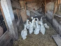 Ducks — zdjęcie 4