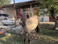 Koń, Tiger horse — zdjęcie 1