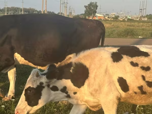 Krava, Swiss cattle