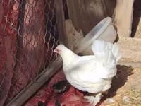 Chickens — fotografija 3