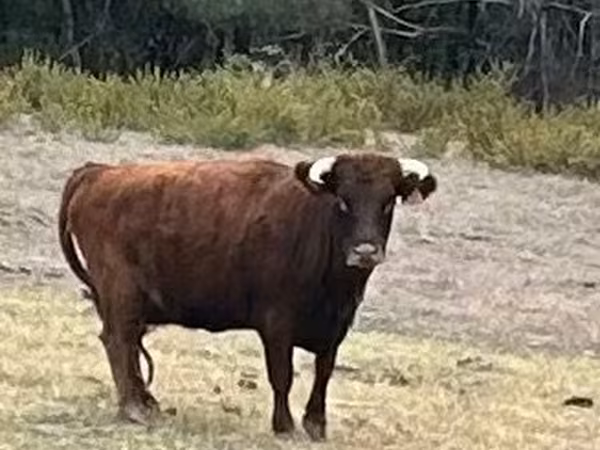 Vaca, Dexter
