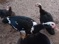 Ducks — zdjęcie 1
