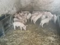 Свині (партія, стать не вказано), Свині — фото 1