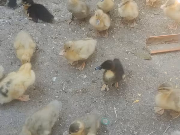 domaća muskovska patka