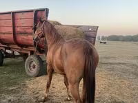 Cheval, Chevaux — photo 3