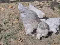 Brahma — foto 6