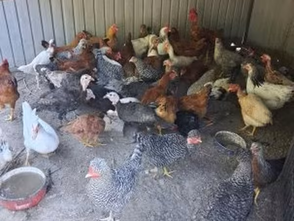 Chickens