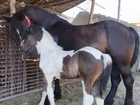 母马, Horses — 照片 1