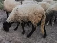 Owca, Tsigai sheep — zdjęcie 5
