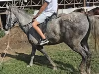 Cavalo, Lipizzaner — foto 1
