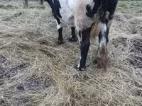 Krowa, Russian Black pied cattle — zdjęcie 3