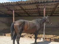 Pastuv, Karachay horse — fotografija 5