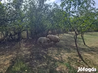 公羊, Tsigai sheep — 照片 3